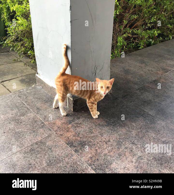 Rubbing tail hires stock photography and images Alamy