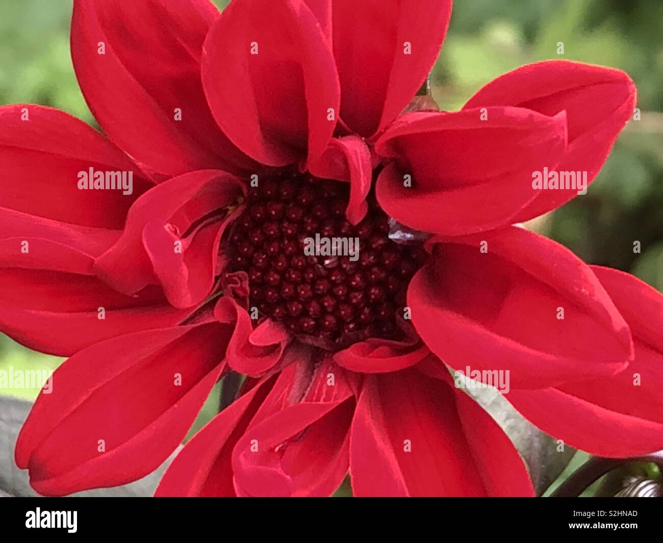 Velvet flower hires stock photography and images Alamy