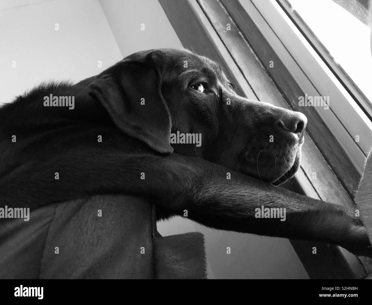 Dog staring out window Stock Photo - Alamy