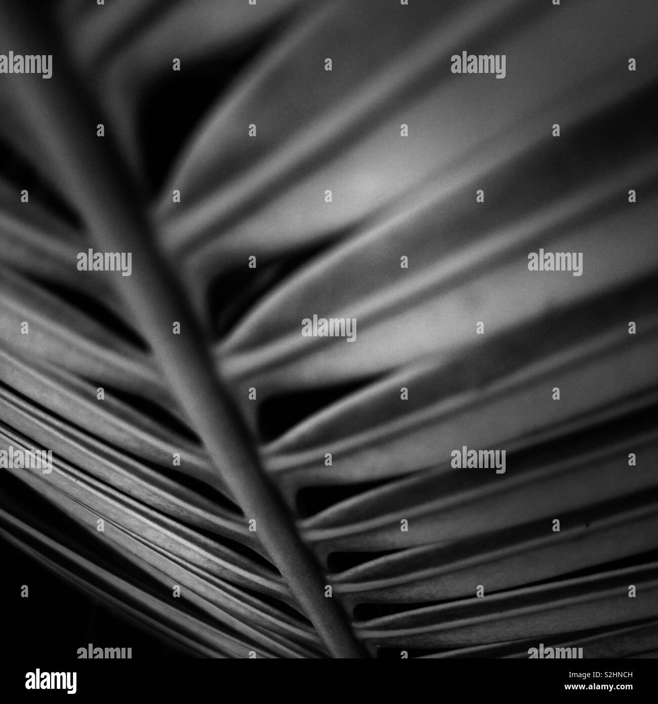 A black and white Close up of a palm plant. Tavarua, Fiji. - Smartphone Captured Stock Image