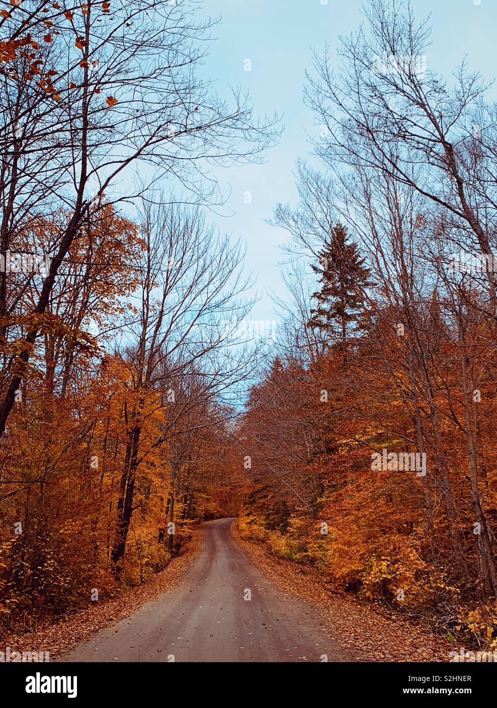 Brilliant orange and golden leaves show off autumn fall colours near Algonquin park in northern Ontario Canada. Fall 2018 - Smartphone Captured Stock Image