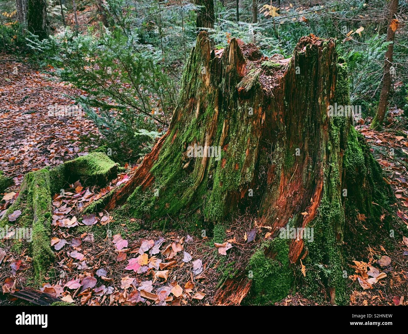 Moss covered tree stump amid ferns and fallen leaves on forest floor - Smartphone Captured Stock Image