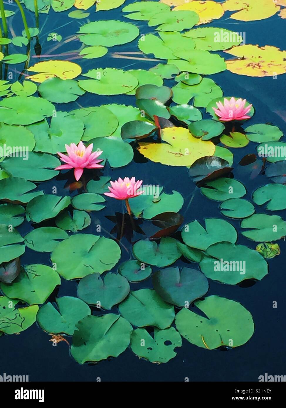 Three pink water lily flowers and leaves in dark pond - Smartphone Captured Stock Image