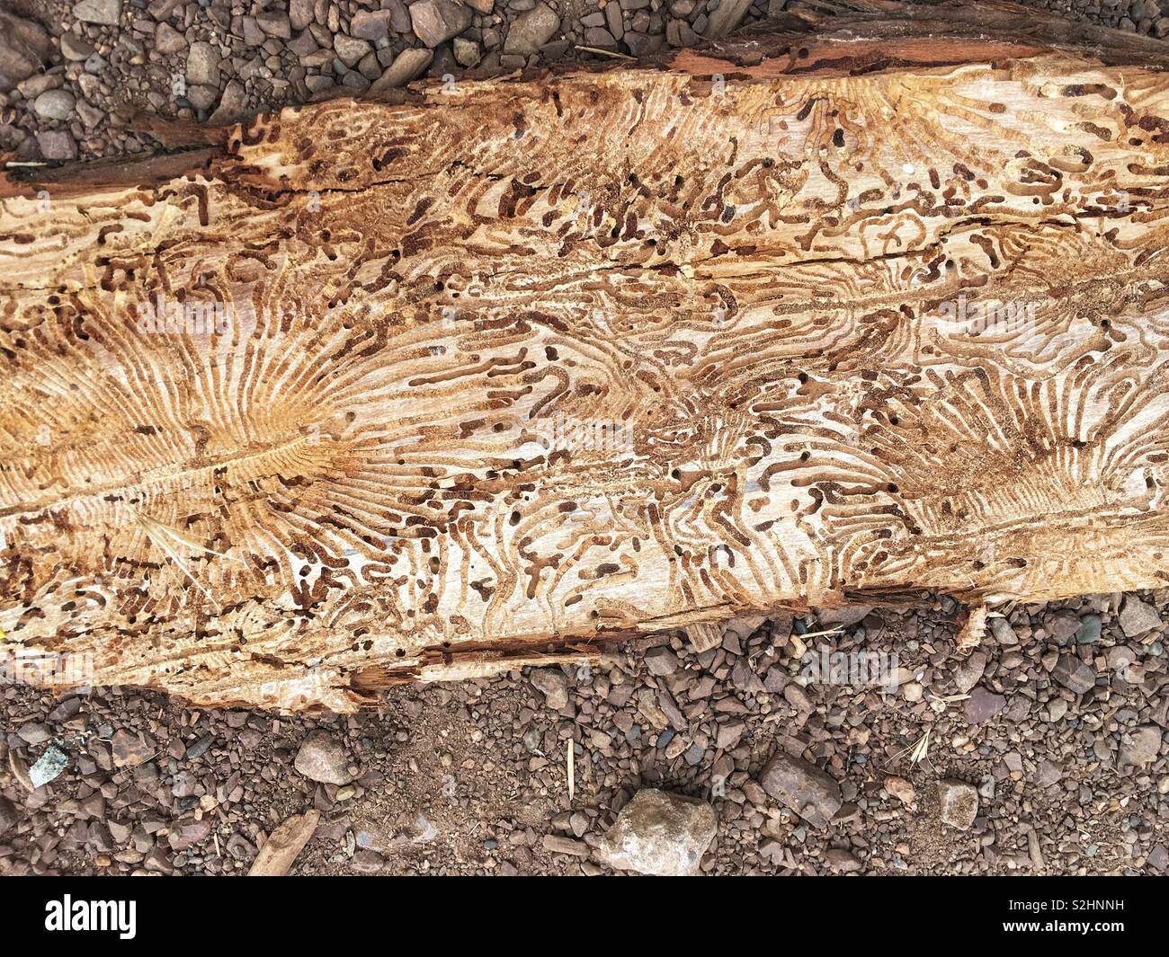Damage from a bark beetle on a piece of wood Stock Photo