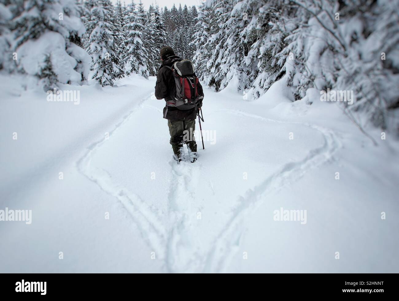 Hike in a snowy forest - Smartphone Captured Stock Image