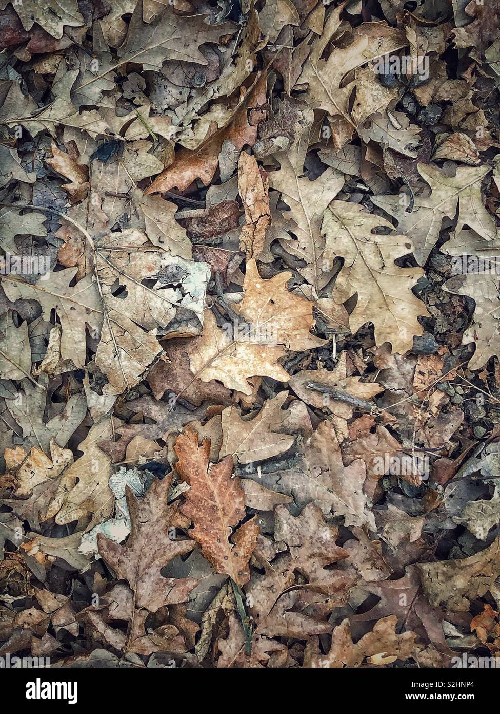 Brown decaying leaves on the forest floor - Smartphone Captured Stock Image