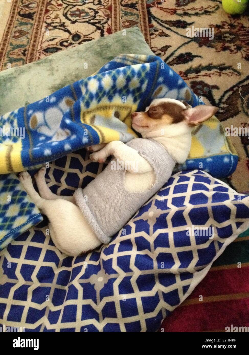 Puppy sleeping wearing a “sweater” made with an old sock Stock Photo