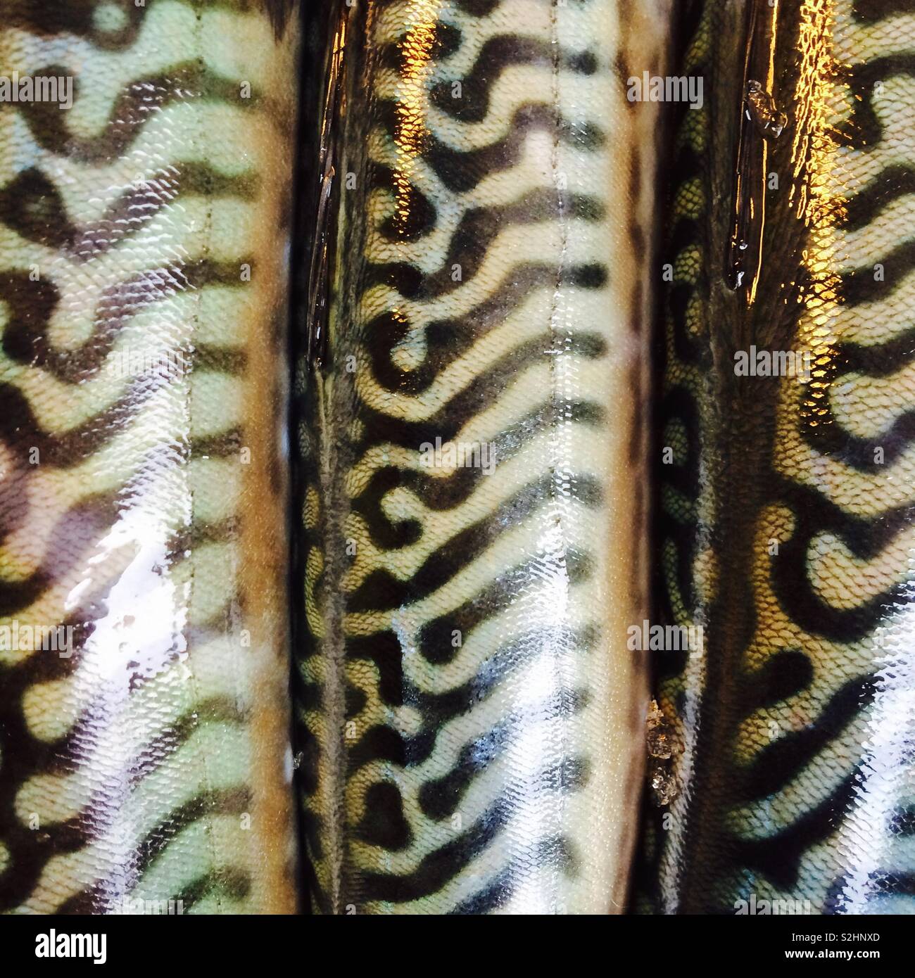 Mackerel - Smartphone Captured Stock Image