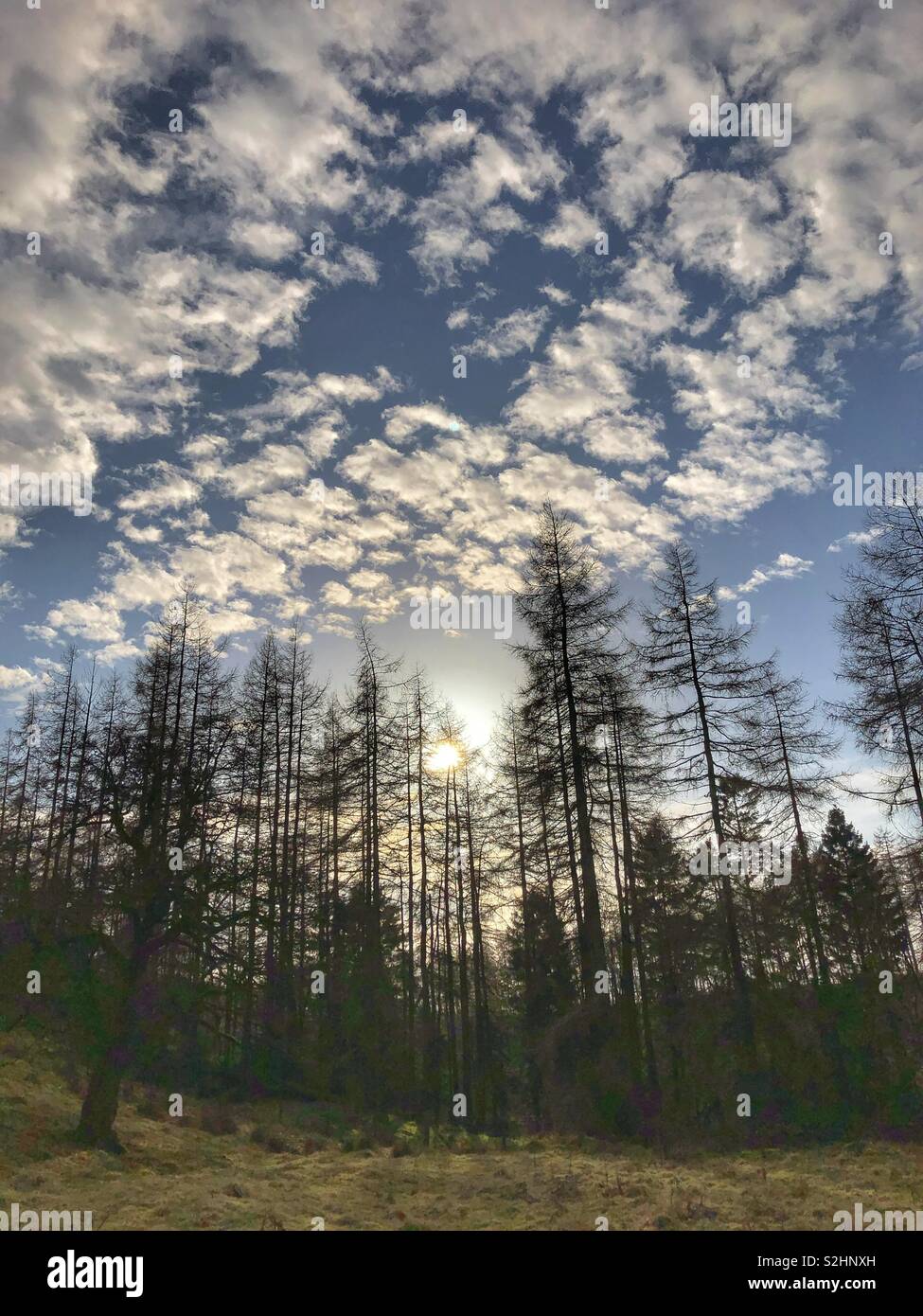 Winter sun over a pine forest in North Yorkshire - Smartphone Captured Stock Image