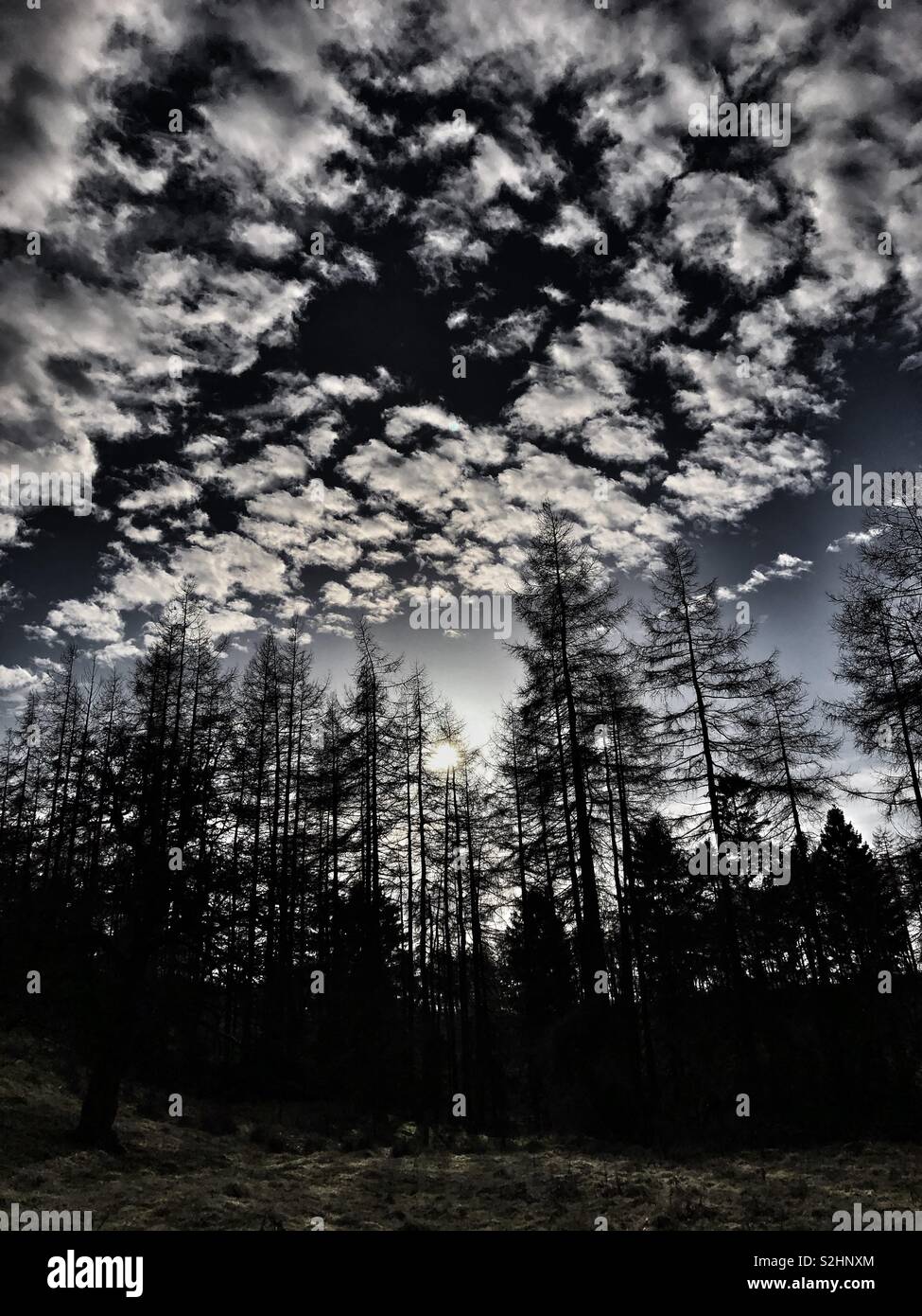 Winter sun over a pine forest in North Yorkshire - Smartphone Captured Stock Image