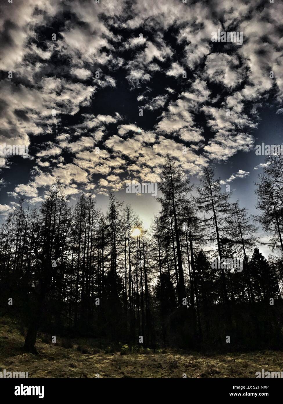 Winter sun over a pine forest in North Yorkshire - Smartphone Captured Stock Image