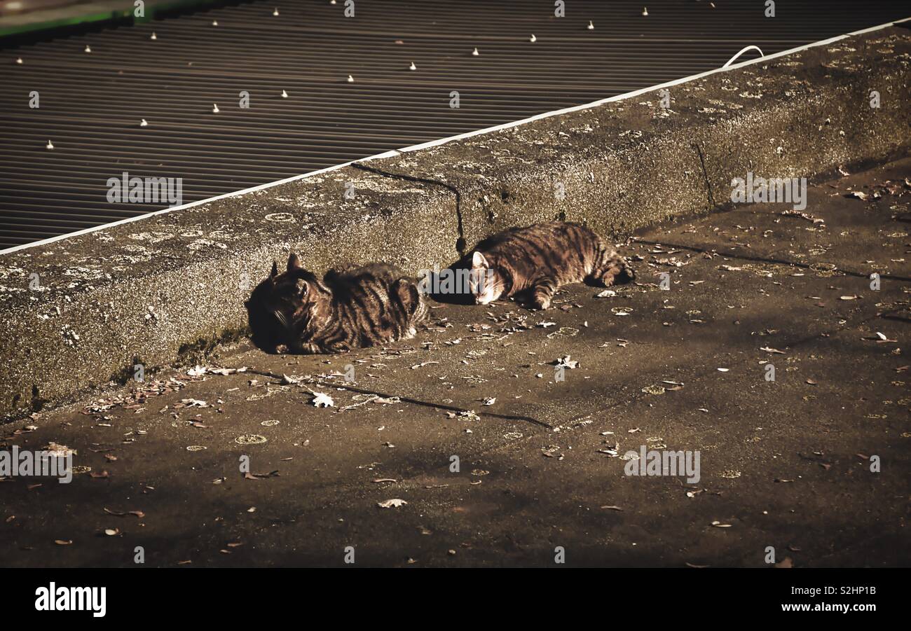 Two cats are sleeping in the warm sun Stock Photo Alamy