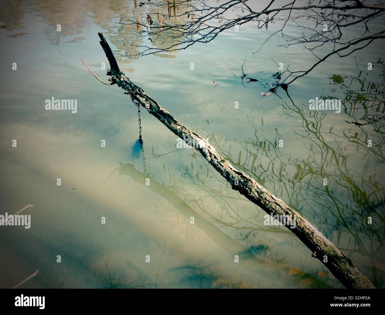 Dead branch with mysterious chain and reaches over muddy lake - Smartphone Captured Stock Image