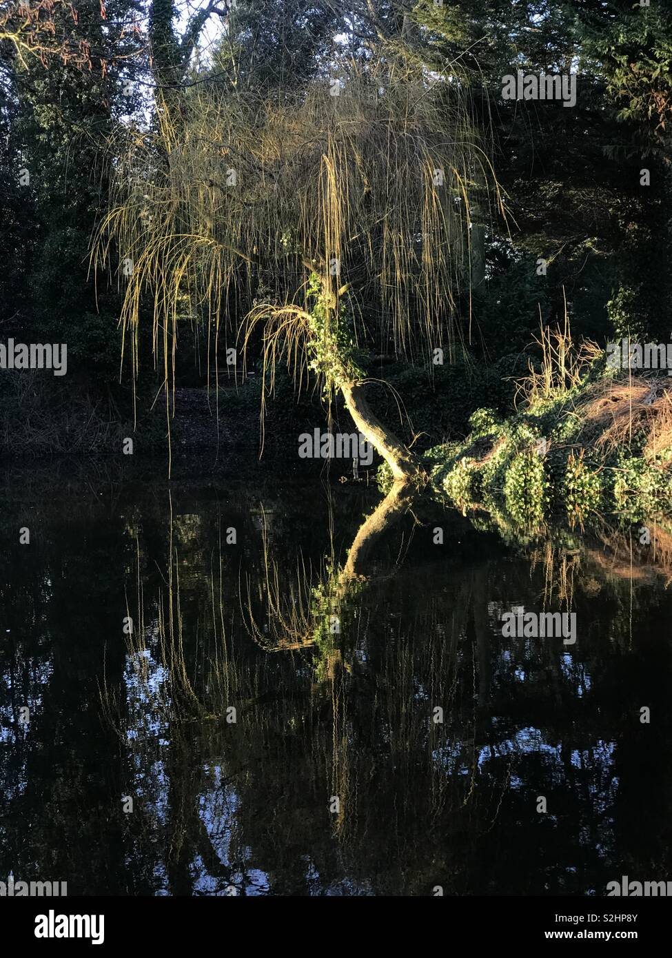 Weeping willow tree and water hires stock photography and images Alamy