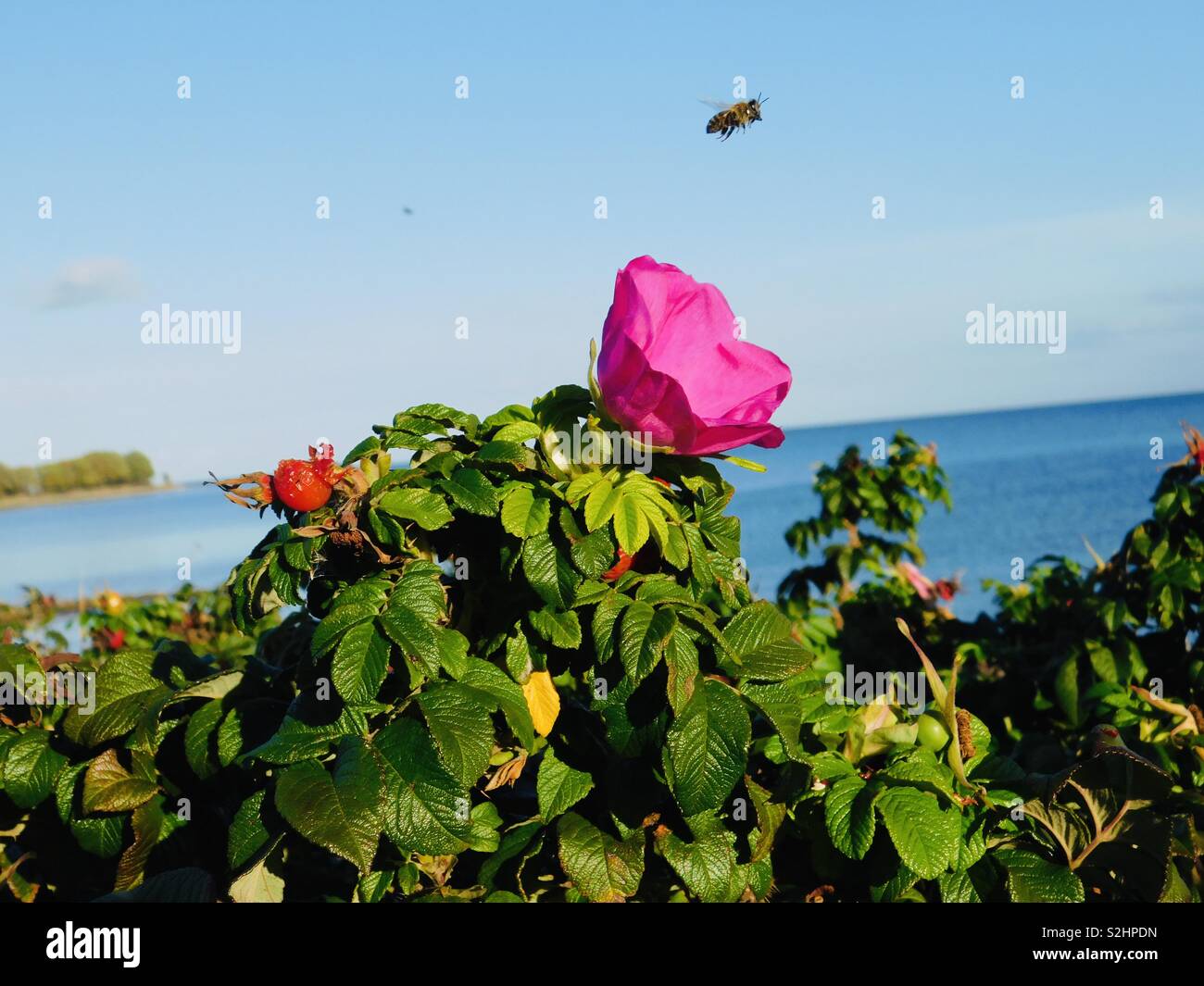 Wild roses and bee Stock Photo Alamy