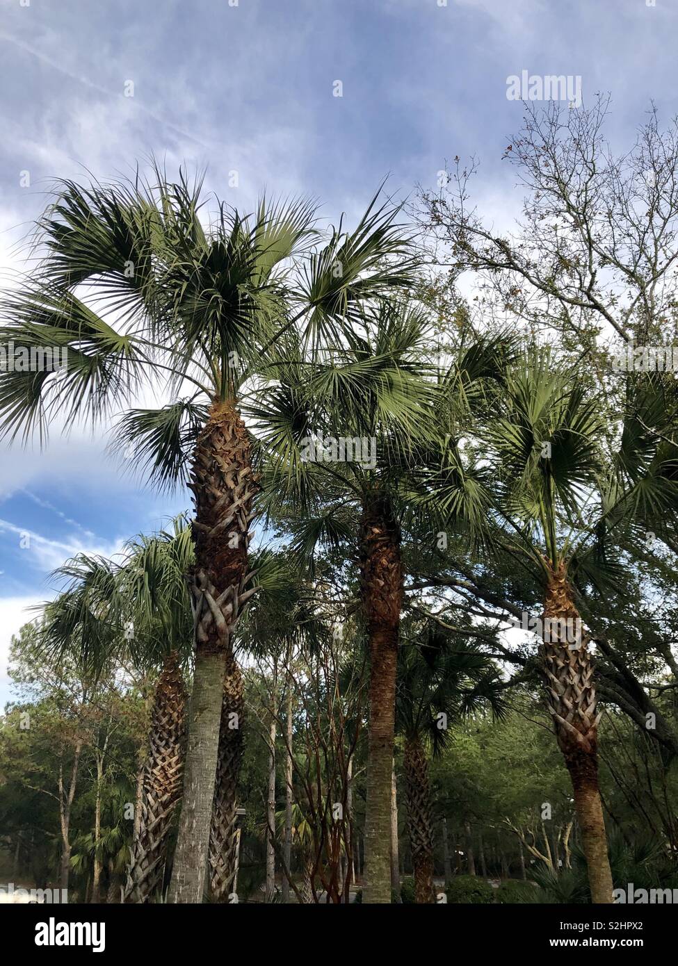 Palmettos hi-res stock photography and images - Alamy
