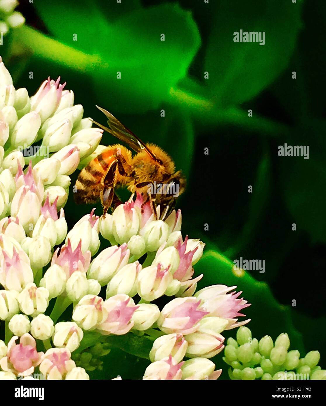 Summer bee flower garden gardening nature Stock Photo Alamy