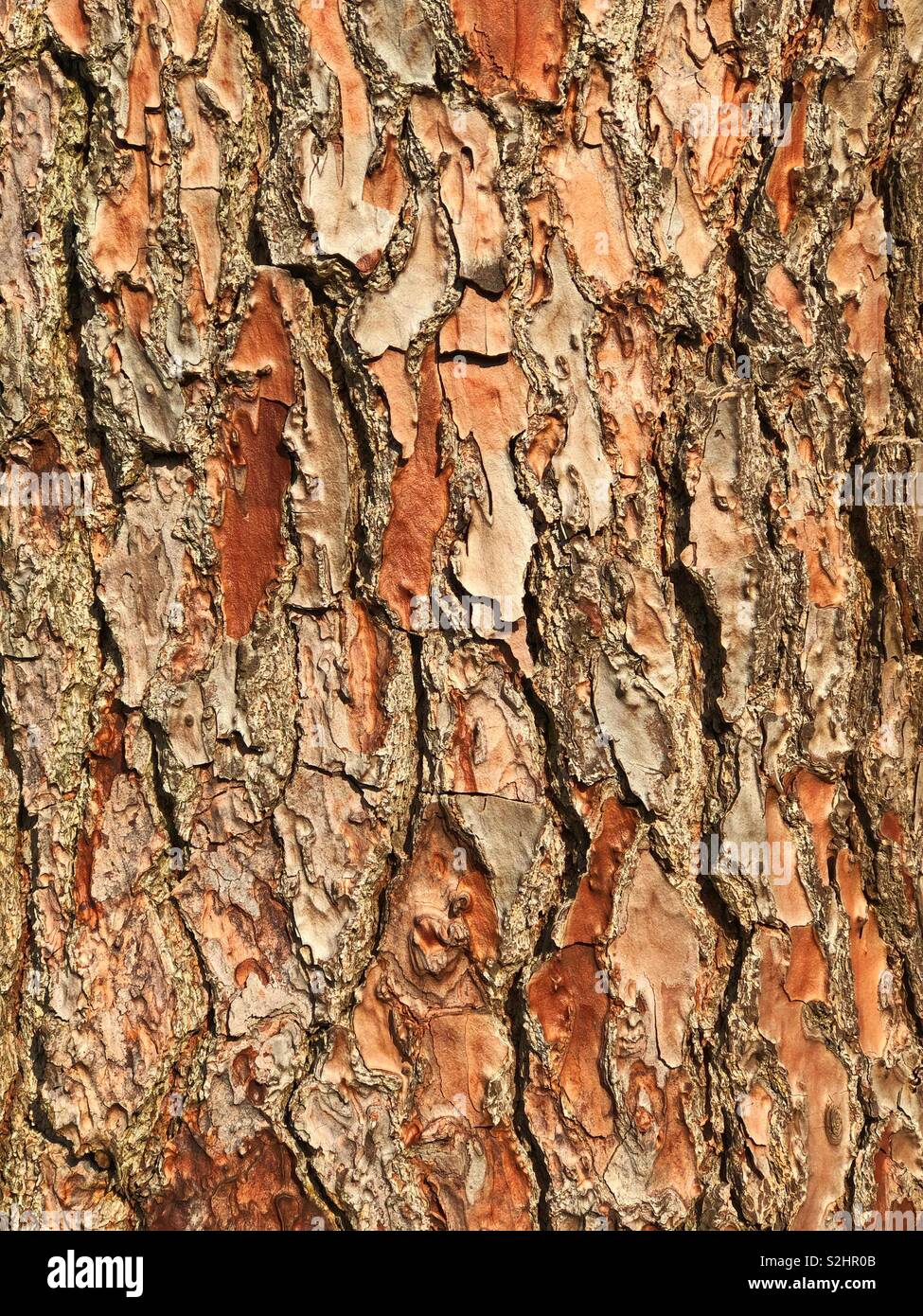 Pine tree bark - Smartphone Captured Stock Image