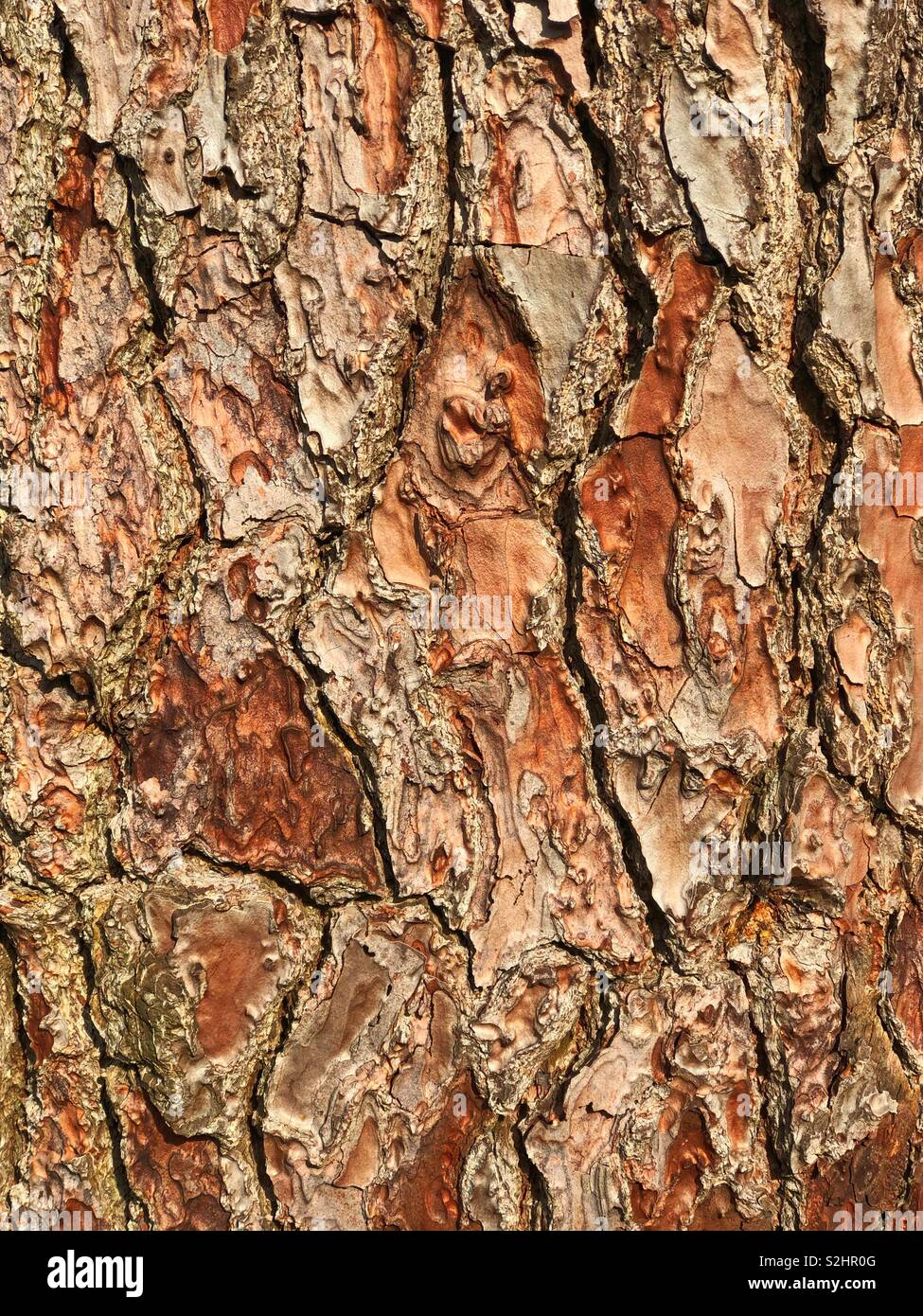 Pine tree - Smartphone Captured Stock Image