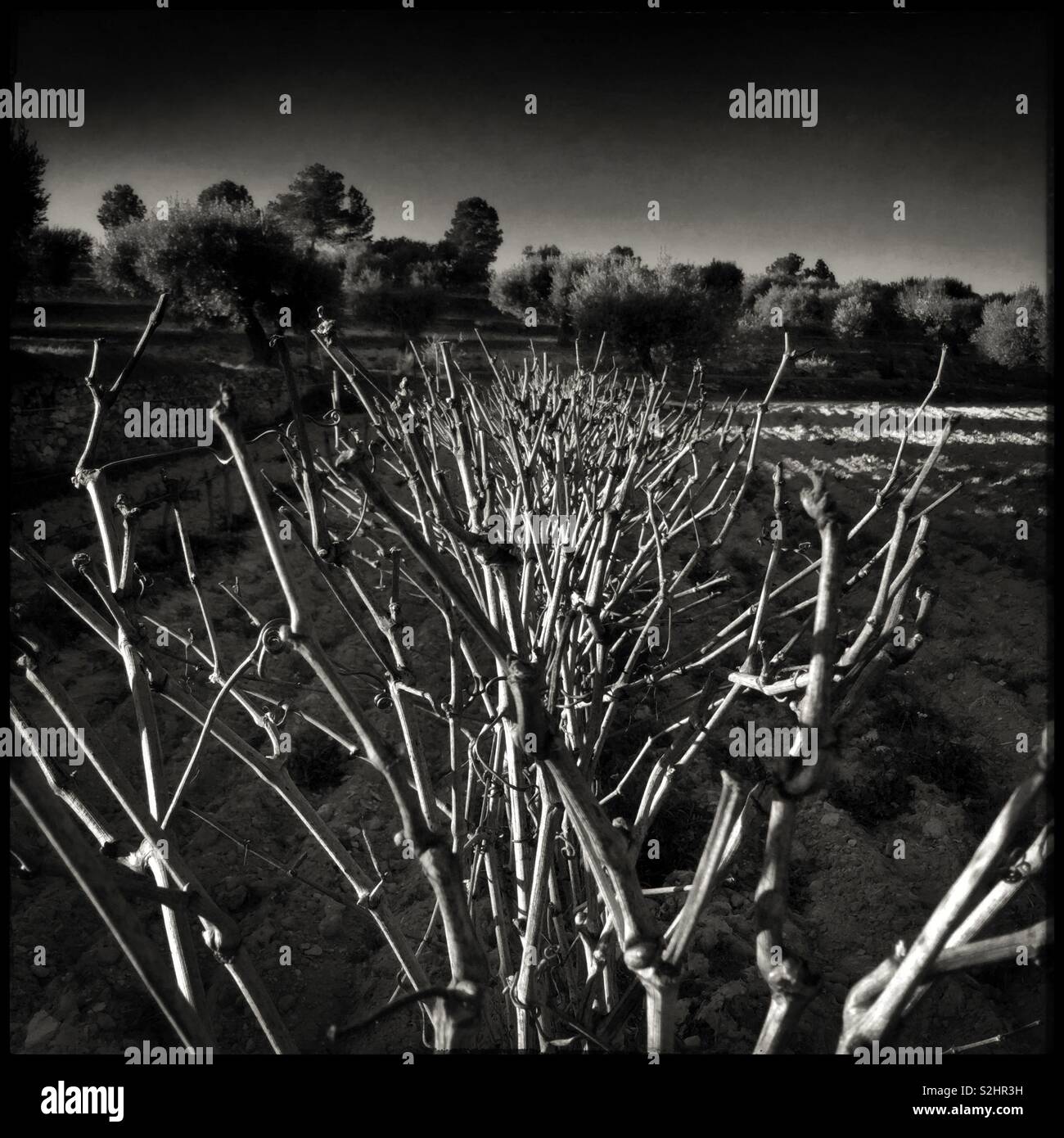 Syrah grapevine in the vineyard in Winter, Catalonia, Spain. - Smartphone Captured Stock Image