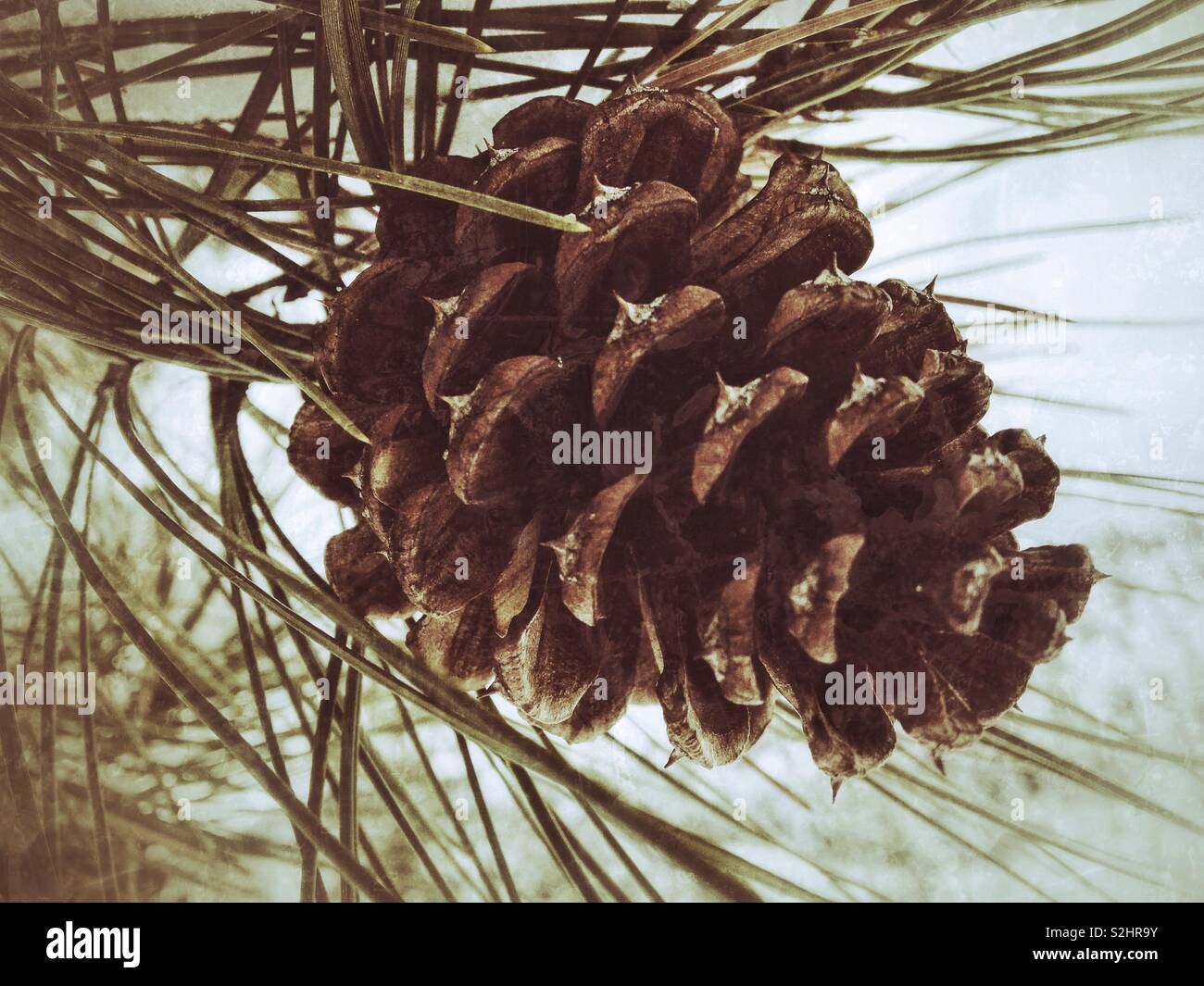 Close up of a pine cone on a branch. Stock Photo