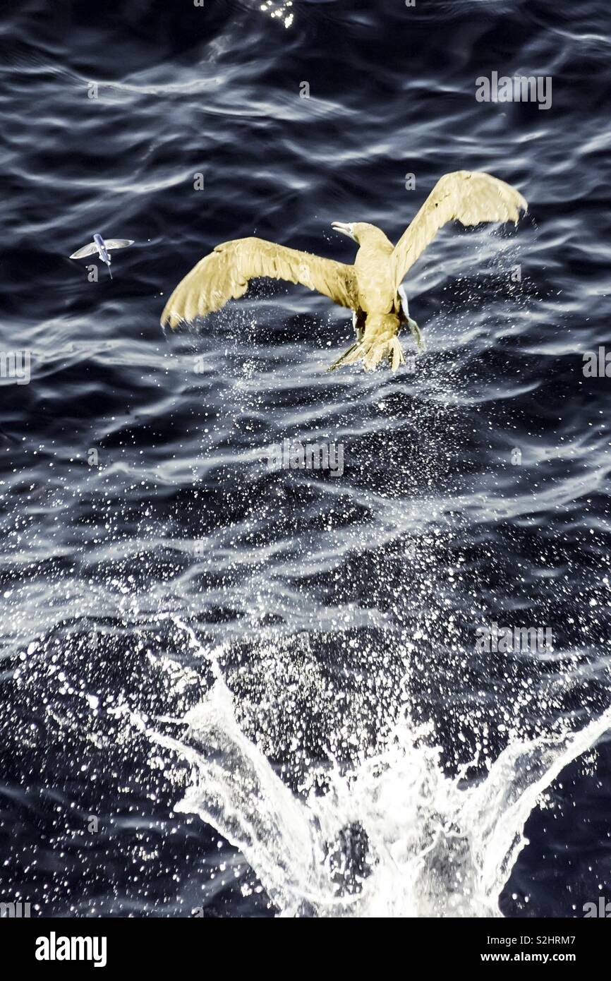 Fish chasing hi-res stock photography and images - Alamy