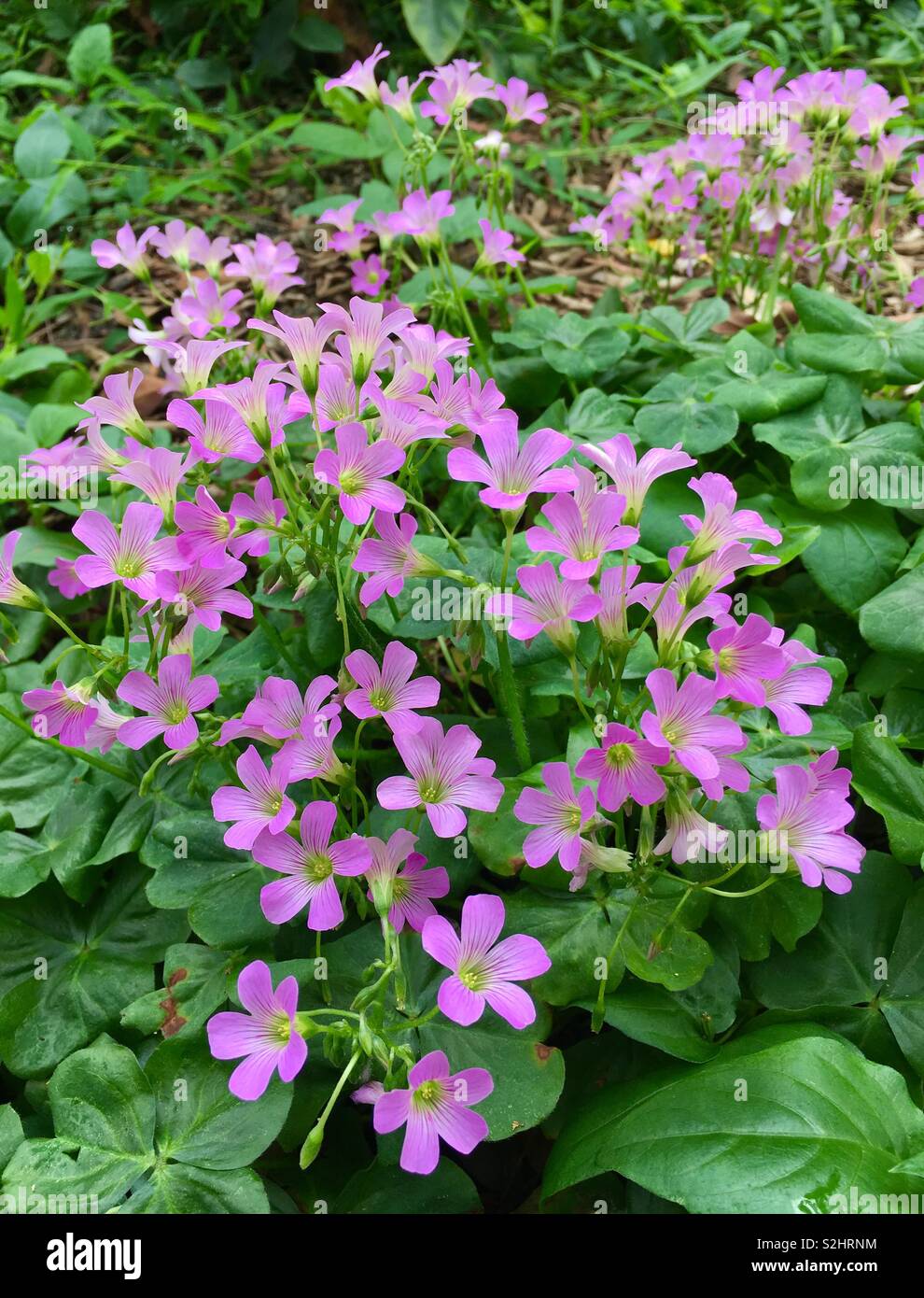 Purple flowers in the nature Stock Photo - Alamy