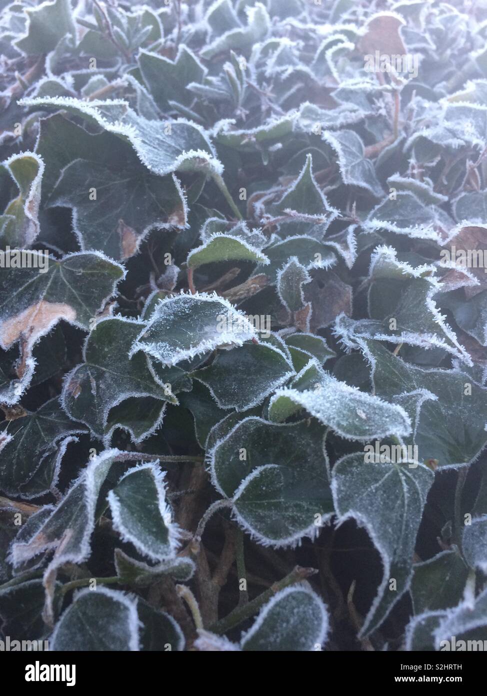 Freezing fog over frosted ivy - Smartphone Captured Stock Image