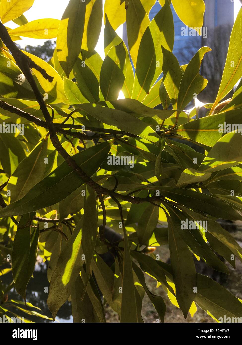 Sun shining through leaves Stock Photo
