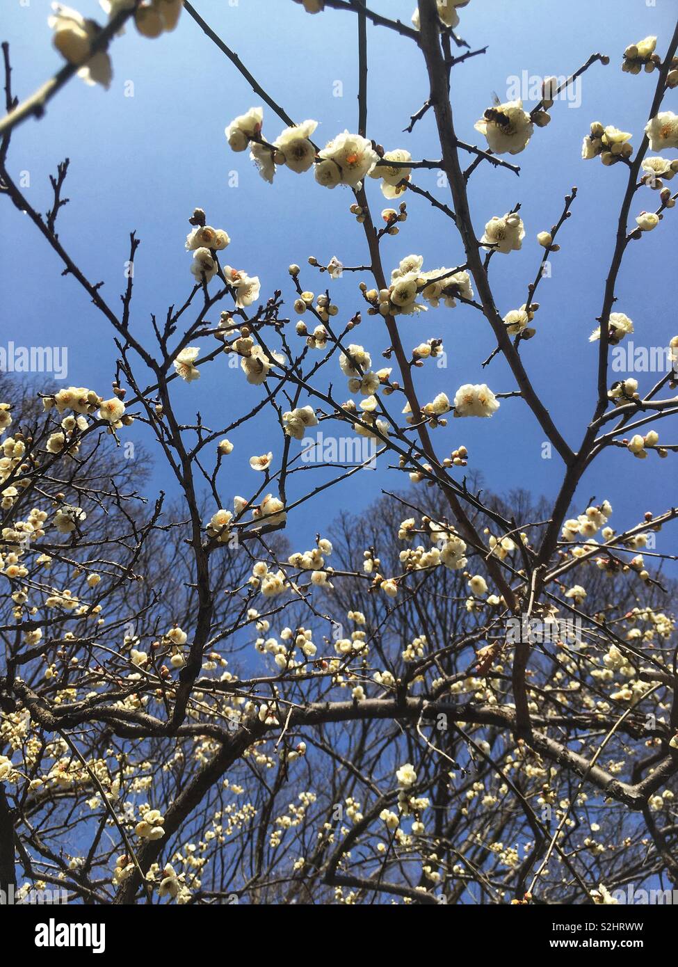 White plum blossoms and blue sky Stock Photo