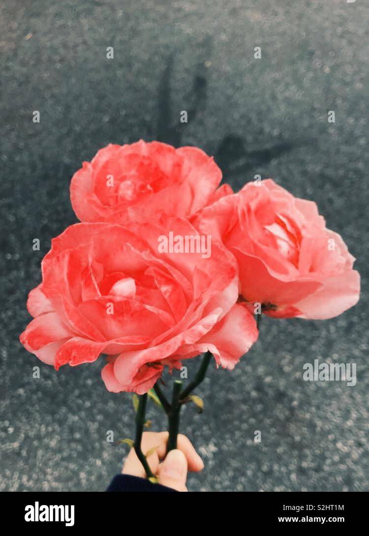 Coral pink roses Stock Photo - Alamy