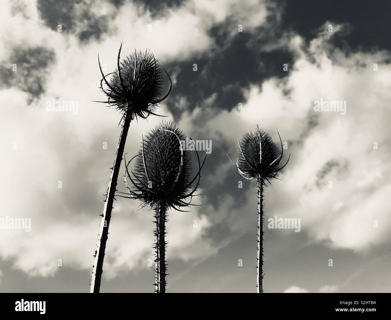 Thistles against sky - Smartphone Captured Stock Image