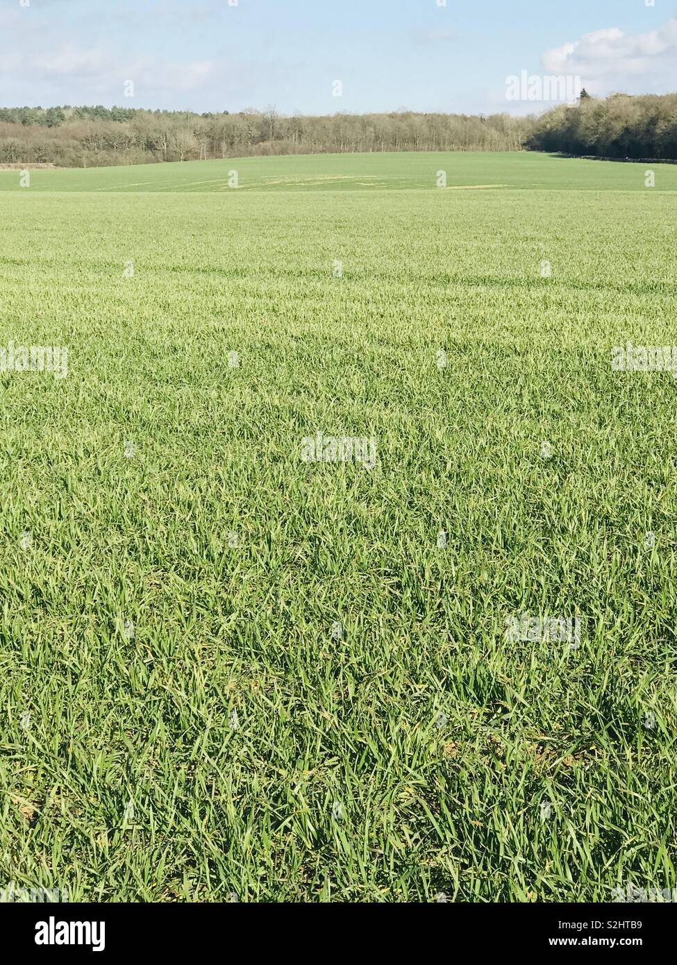 Winter wheat in Kent - Smartphone Captured Stock Image