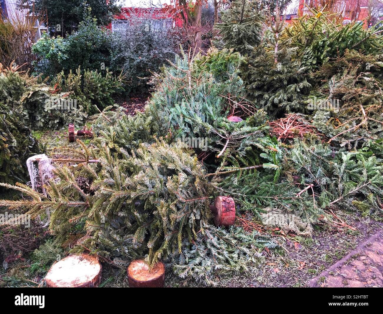 Christmas tree recycling point Stock Photo Alamy
