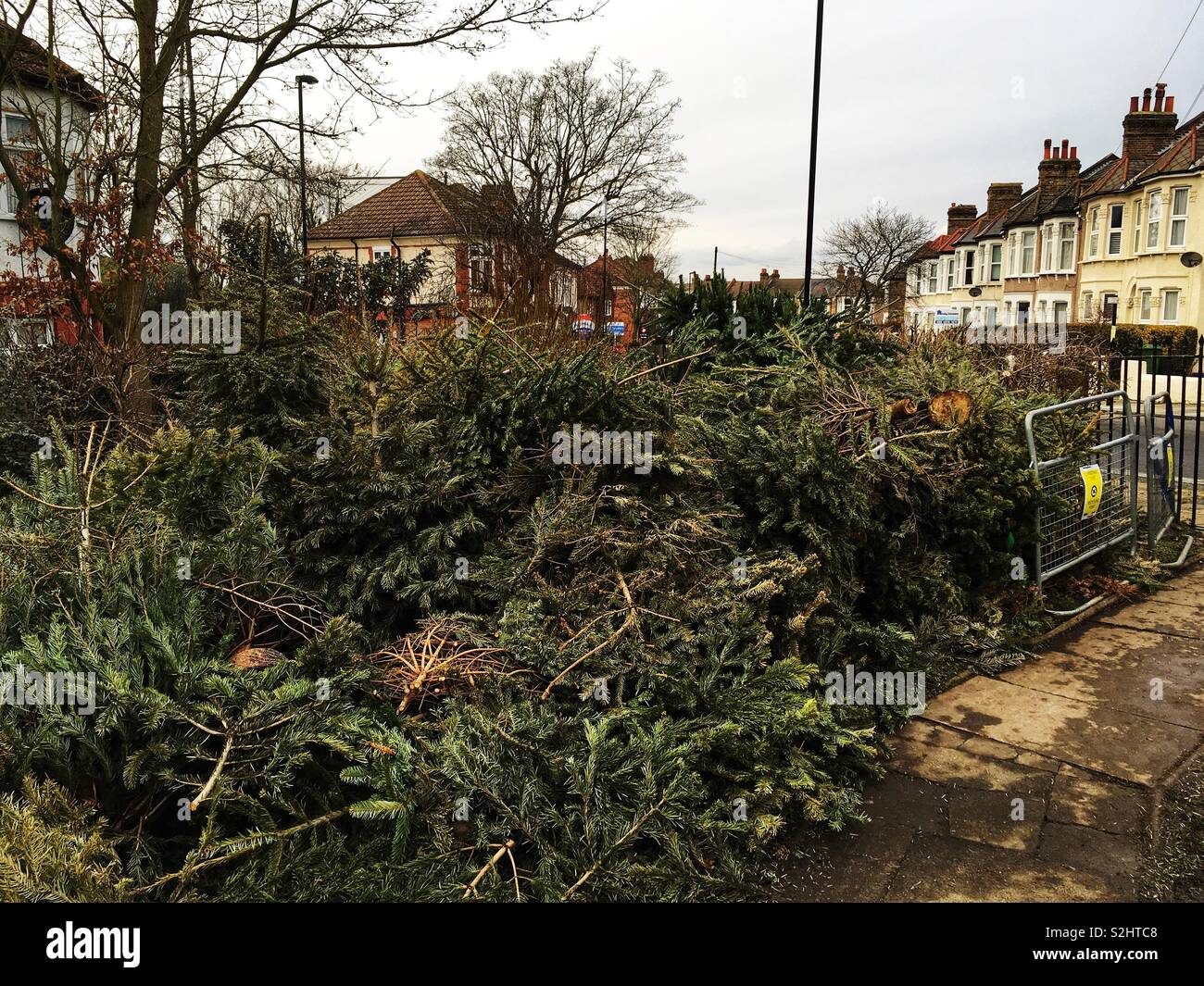 Christmas tree recycling point in Mountsfield Park in Lewisham London