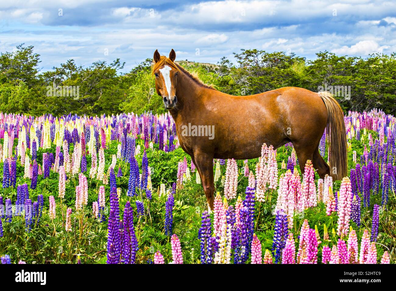 Lupine animal hi-res stock photography and images - Alamy