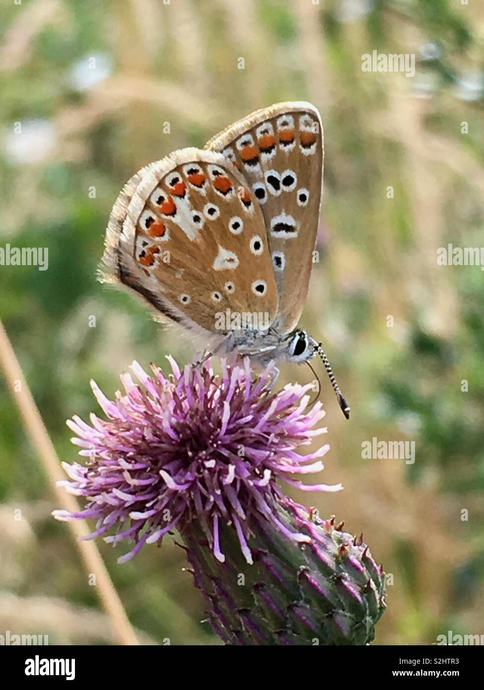 Common blue butterfly - Smartphone Captured Stock Image