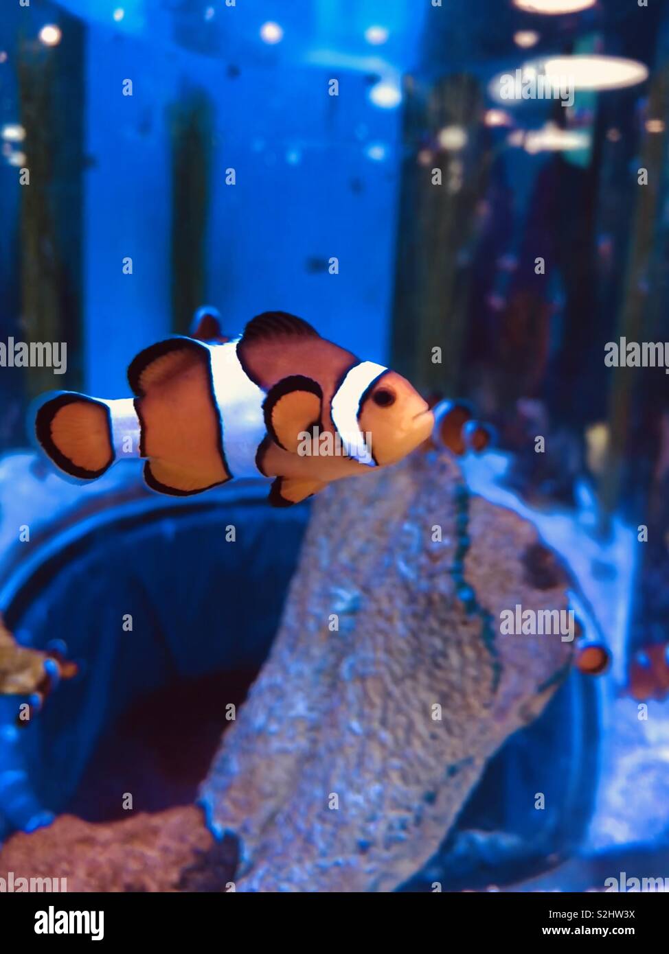 clown-fish-swimming-inside-tank-in-aquarium-stock-photo-alamy