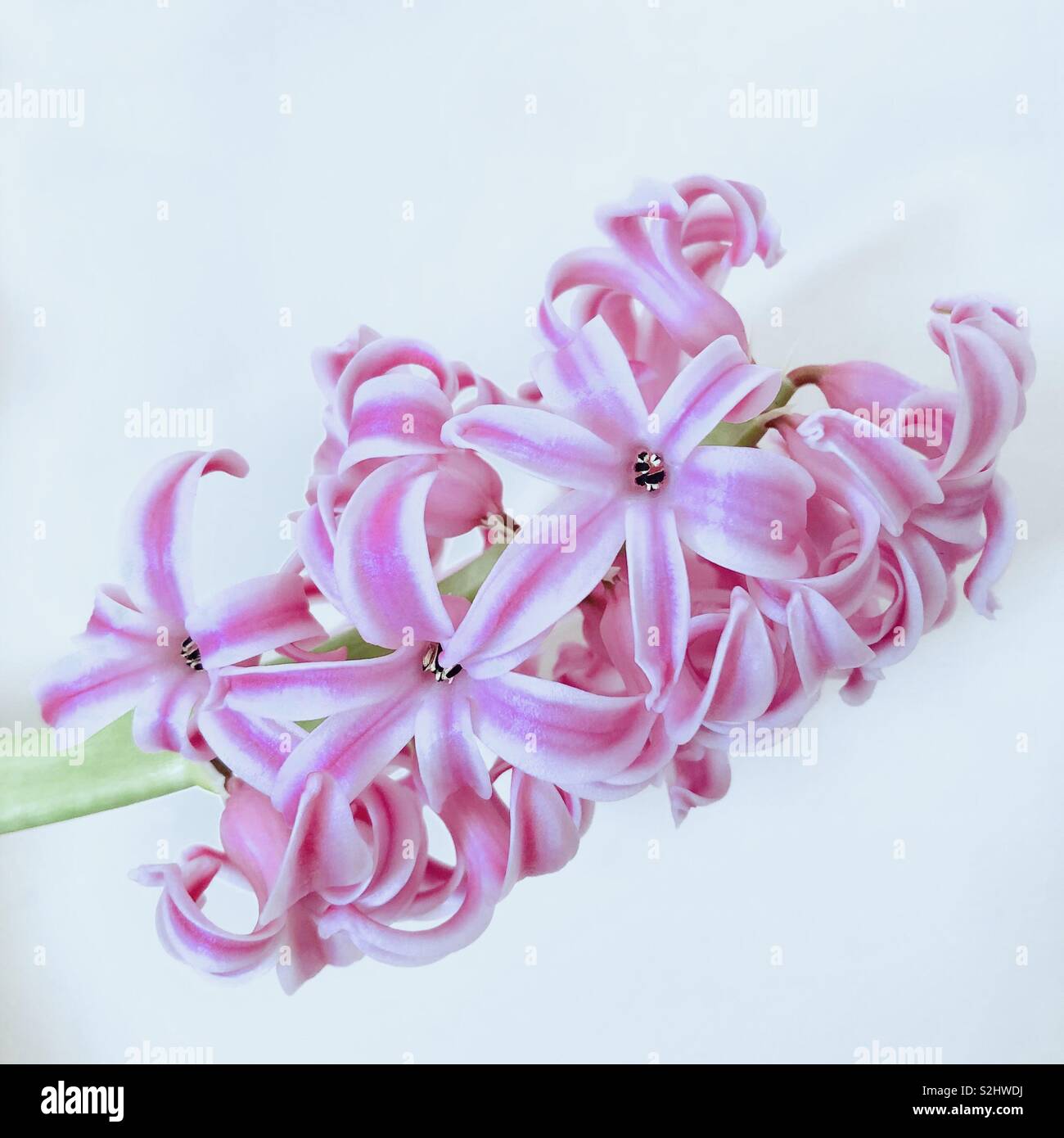 Pink hyacinth flower on white background - Smartphone Captured Stock Image