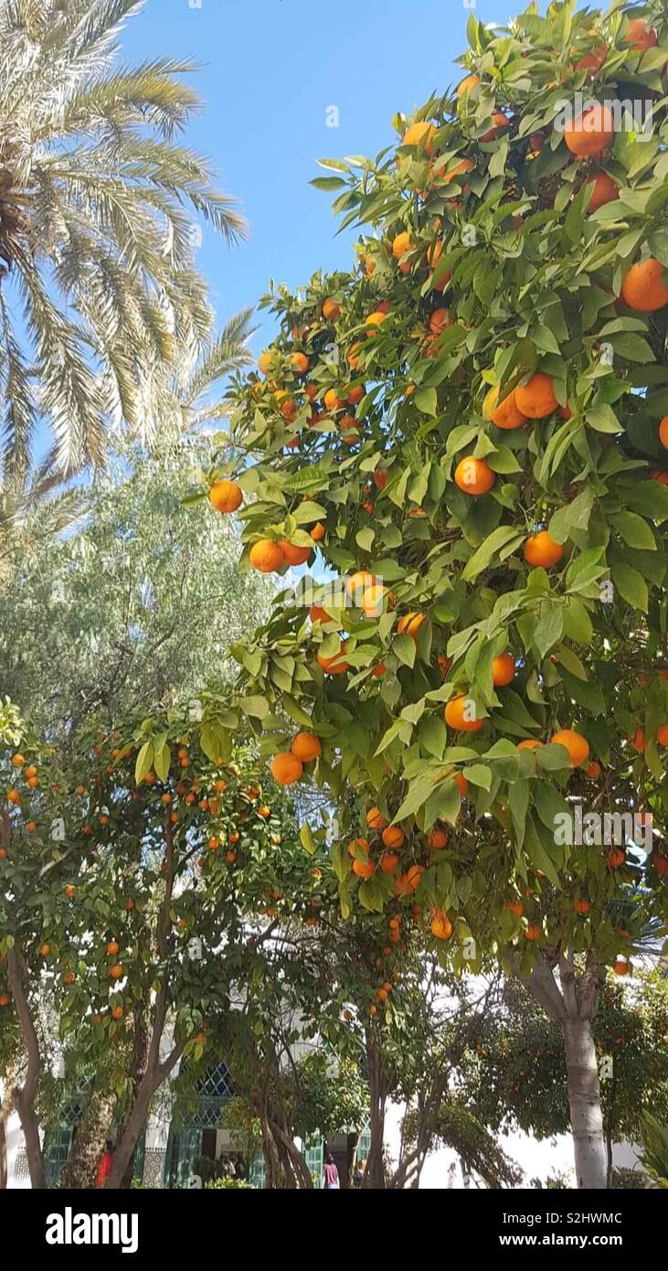 Orange Trees Stock Photo