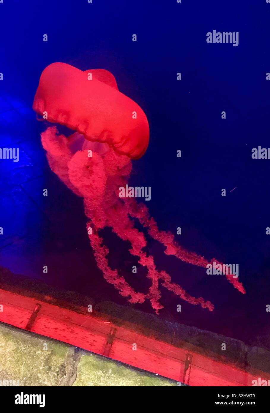 Jellyfish at Dubai aquarium - Smartphone Captured Stock Image