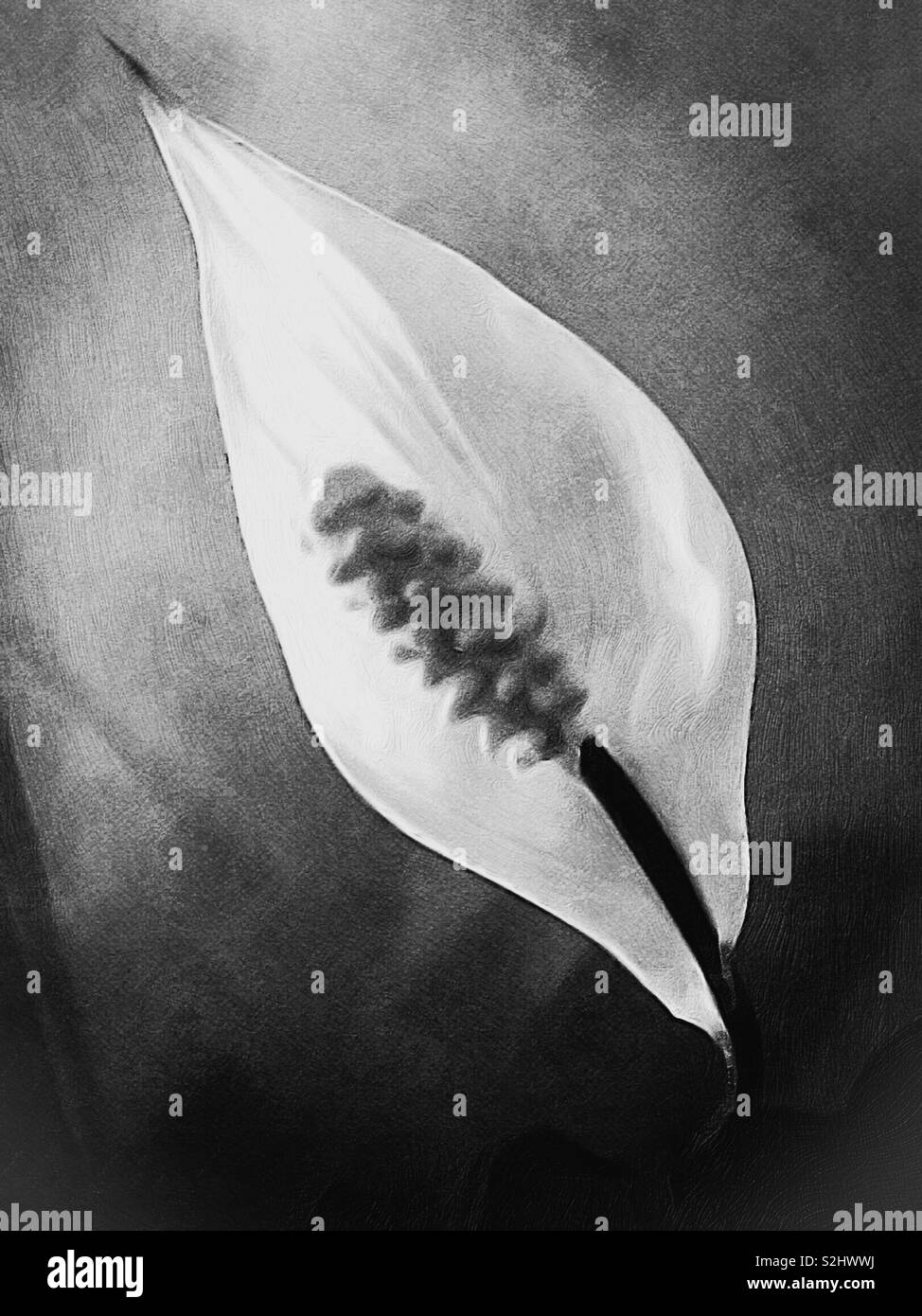 Peace lily in Black and White tones - Smartphone Captured Stock Image