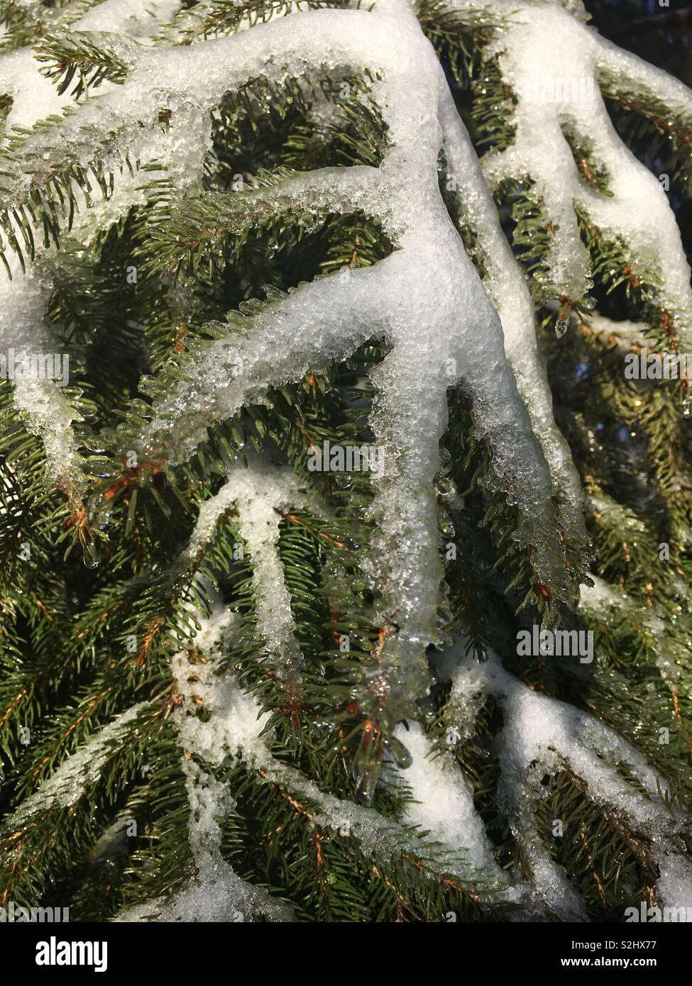 Snow melting on pine tree in early morning sunshine, Scarsdale New York