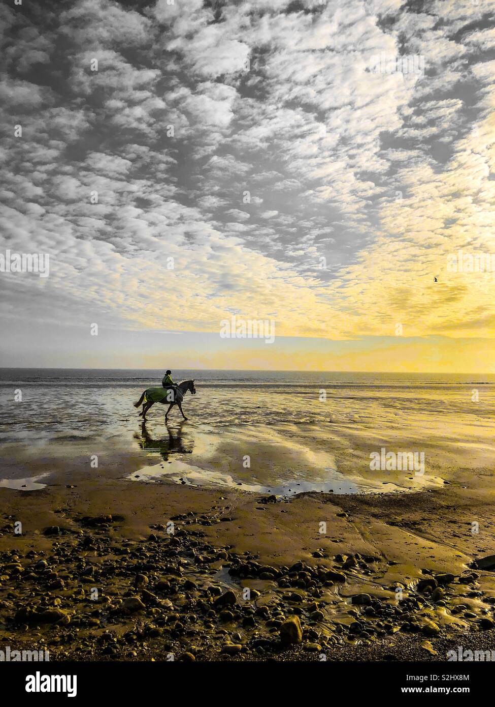 Lone horse rider on a beach with a pop of yellow colour - Smartphone Captured Stock Image