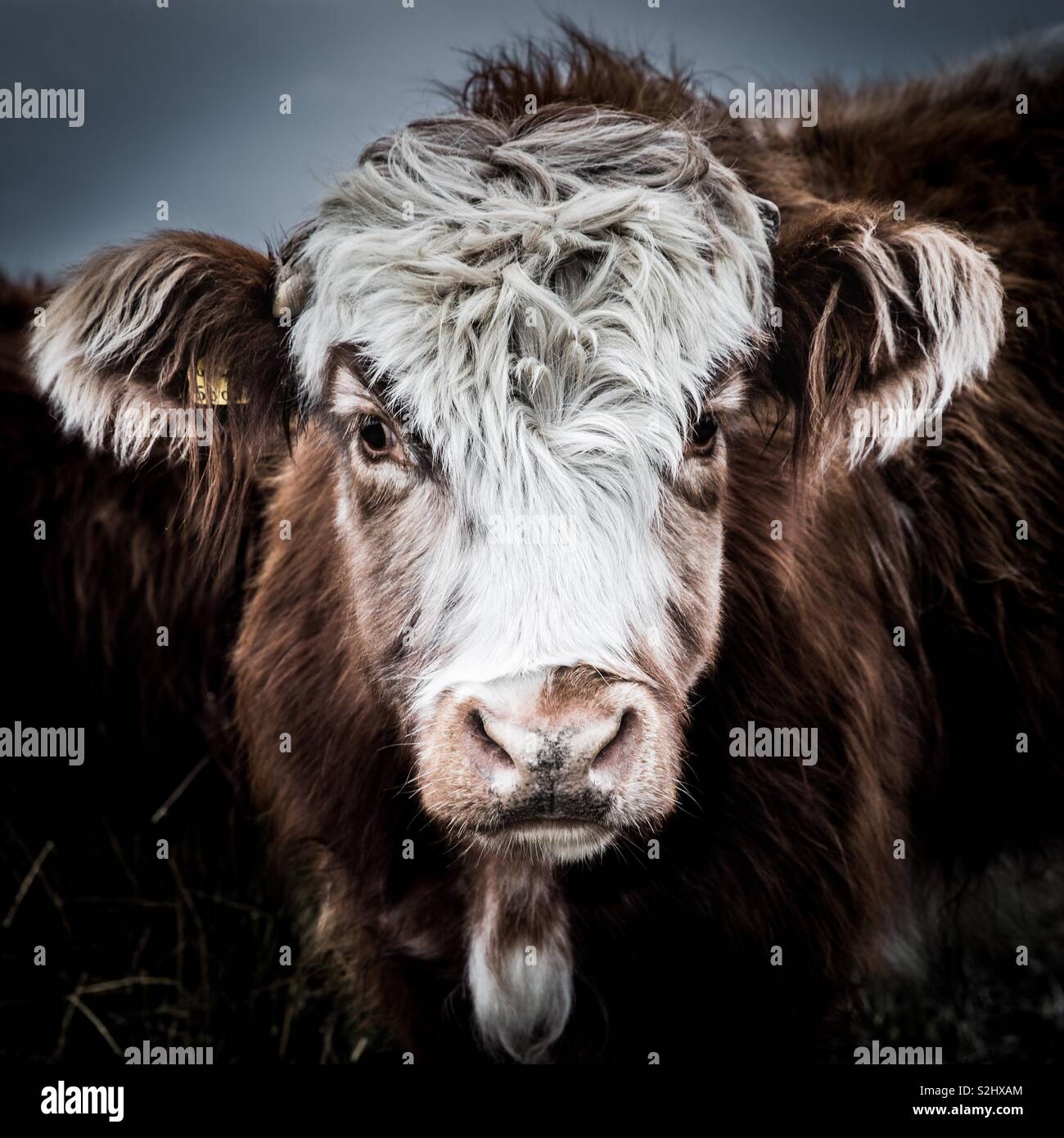 A close up portrait of the head of a hairy Highland cow looking at the camera - Smartphone Captured Stock Image