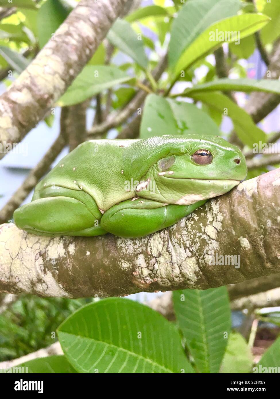 Green Tree Frog. Sleeping In A Frangipani Tree Stock Photo Alamy