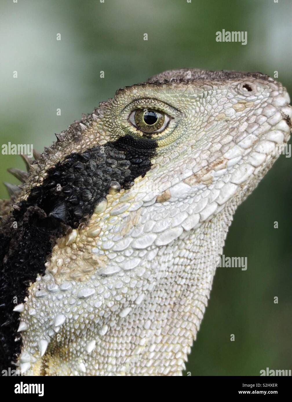 Australian Water Dragon Pet