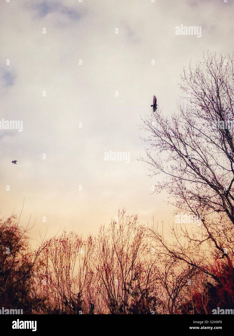 Evening photo of circling hawks above fringe of trees - Smartphone Captured Stock Image