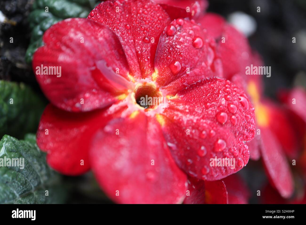 Spring,Red,Primrose,Dew, - Smartphone Captured Stock Image