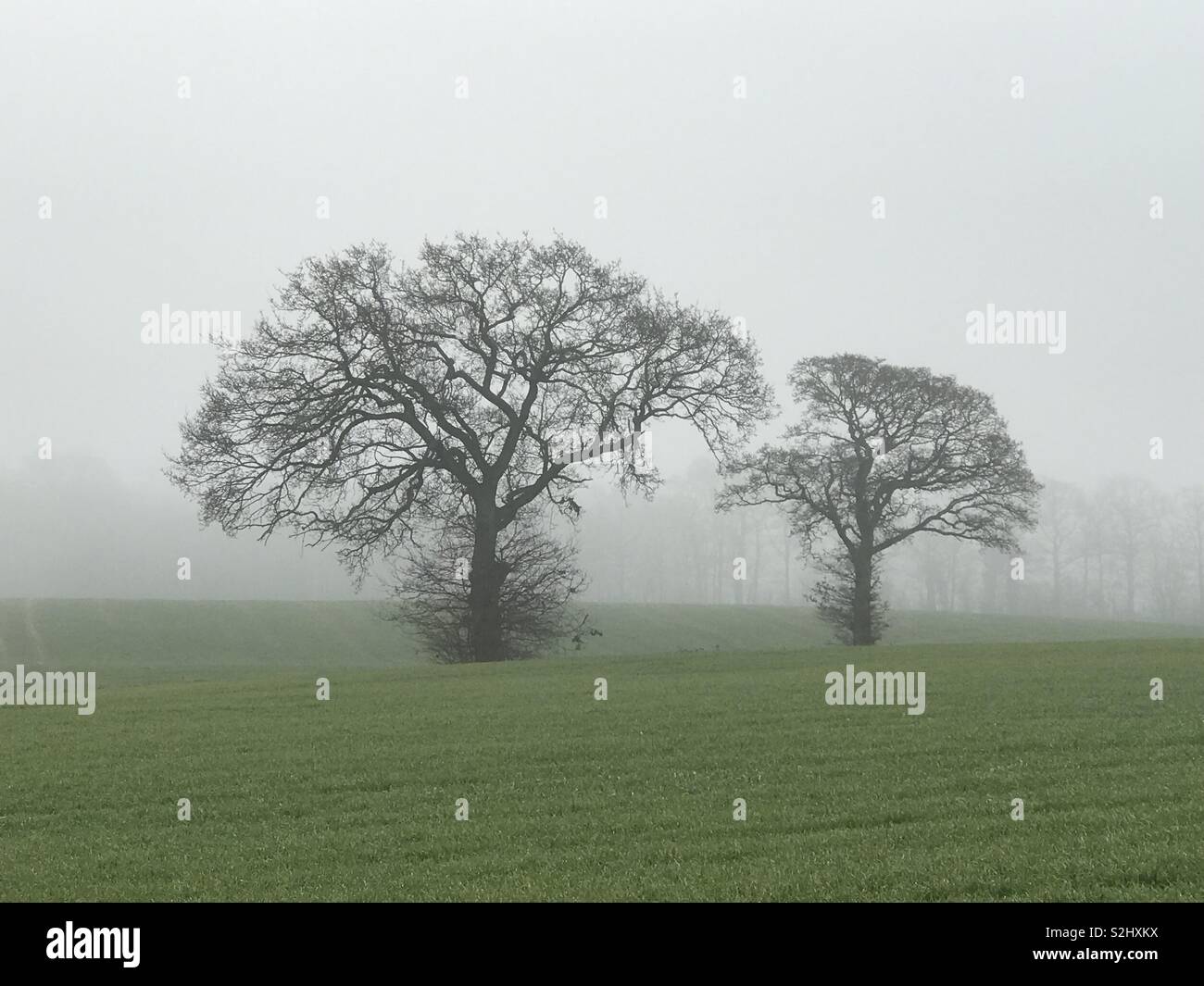 Book cover trees hi-res stock photography and images - Alamy